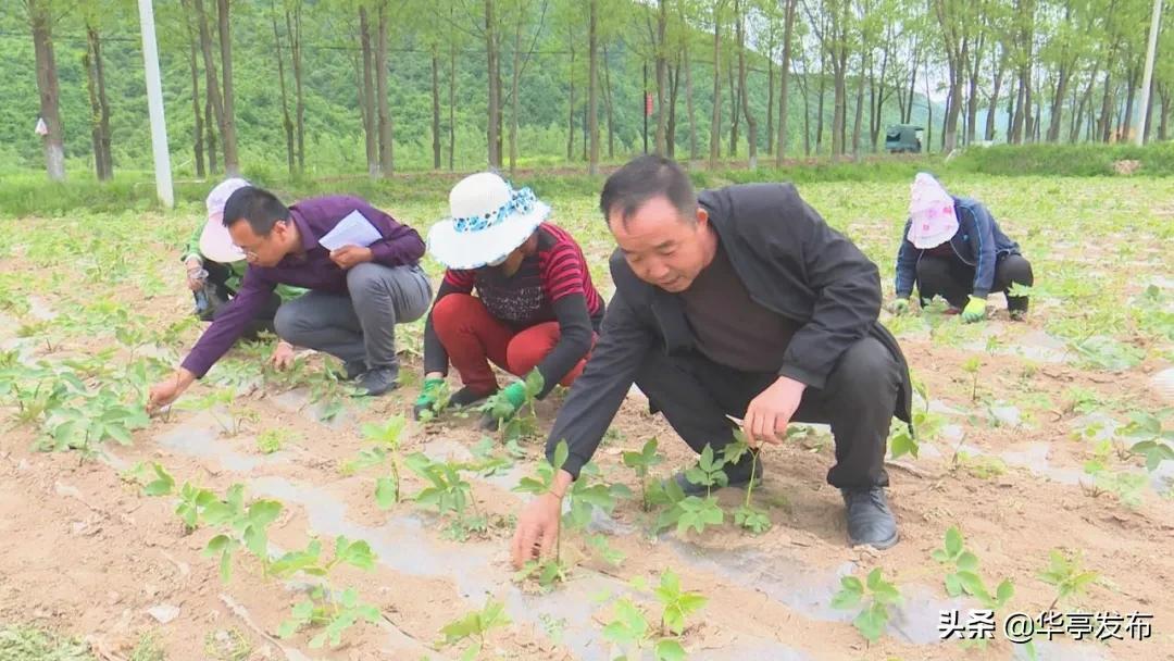 南陽洼村委會最新動態(tài)報道