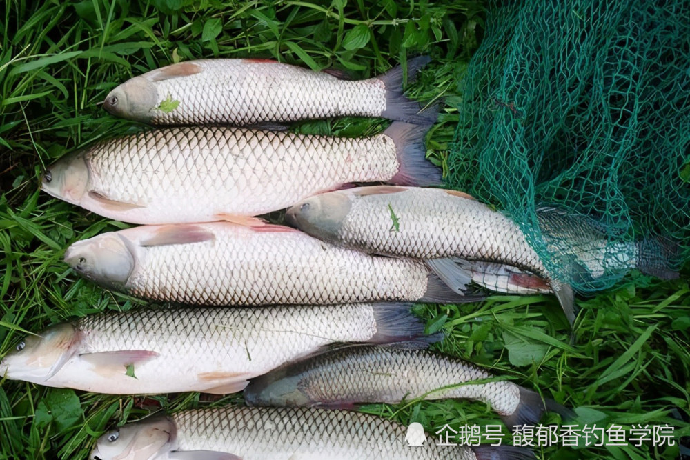 鯇魚最新創(chuàng)意烹飪，引領(lǐng)美食新潮流的獨家做法